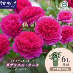 ふるさと納税 【イングリッシュローズ】デビッド・オースチン ガブリエル・オーク6L鉢苗（バラ専用肥料付）【025D-026】 大阪府泉南市