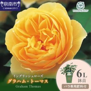 ふるさと納税 【イングリッシュローズ】デビッド・オースチン グラハム・トーマス6L鉢苗（バラ専用肥料付）【025D-028】 大阪府泉南市
