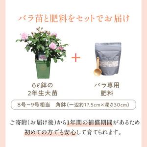 ふるさと納税 【イングリッシュローズ】デビッド...の詳細画像1