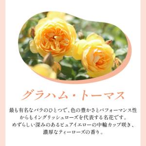 ふるさと納税 【イングリッシュローズ】デビッド...の詳細画像2
