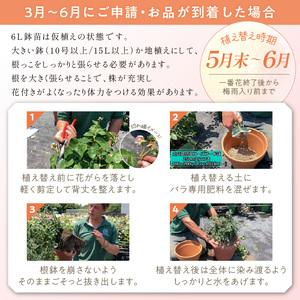 ふるさと納税 【イングリッシュローズ】デビッド...の詳細画像3