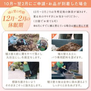 ふるさと納税 【イングリッシュローズ】デビッド...の詳細画像4