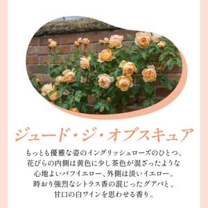 ふるさと納税 【イングリッシュローズ】デビッド...の詳細画像2