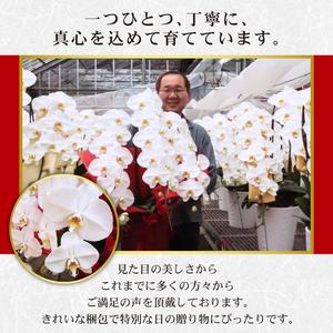 ふるさと納税 胡蝶蘭 3本立ち ラッピング付き...の詳細画像1