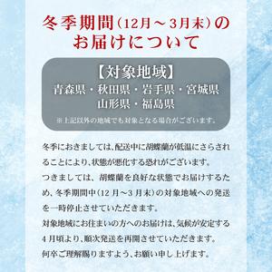 ふるさと納税 胡蝶蘭 3本立ち ラッピング付き...の詳細画像2