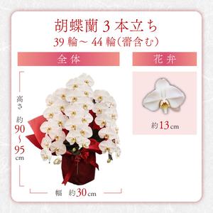 ふるさと納税 胡蝶蘭 3本立ち ラッピング付き...の詳細画像3