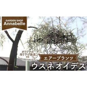 ふるさと納税 FK7-0189_エアープランツ ウスネオイデス オリジナル吊り下げ器具付き 観葉植物 植物 プラント 園芸 ガーデニング インテリア 熊本県嘉島町