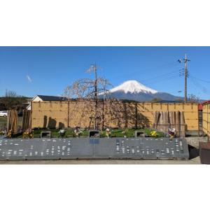 ふるさと納税 承天寺 忍野富士樹木葬永代供養 ...の詳細画像1