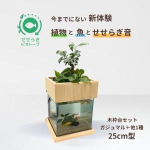 ふるさと納税 せせらぎビオトープ　25cm型基本＋木枠台セット（ガジュマル＋他1種） 広島県東広島市