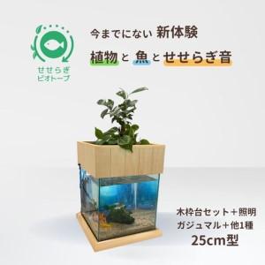 ふるさと納税 せせらぎビオトープ　25cm型照明＋木枠台セット（ガジュマル＋他1種） 広島県東広島市