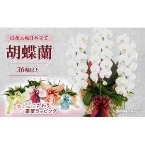 ふるさと納税 胡蝶蘭白花大輪3本立てギフト胡蝶蘭【3本立て36輪以上】 ゴージャスピンク 北海道赤平市