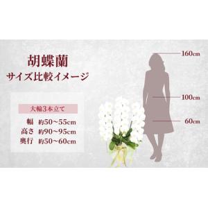 ふるさと納税 胡蝶蘭白花大輪3本立てギフト胡蝶...の詳細画像4