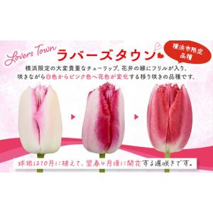 ふるさと納税 横浜限定チューリップ ラバーズタ...の詳細画像1