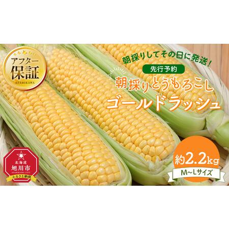 ふるさと納税 【先行予約】朝採り　とうもろこし　ゴールドラッシュ　2.2kg（M〜Lサイズ× 6本）...