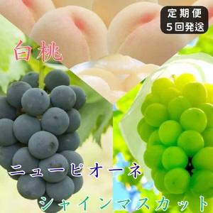ふるさと納税 土-21　白桃 ニューピオーネ シャインマスカット 晴王 定期便 5回発送 白桃3回 ぶどう2回 岡山県産　御中元 ギフト 御礼 プレゼン.. 岡山県和気町
