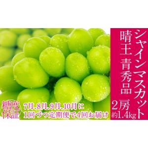 ふるさと納税 2026年予約受付中【4回定期便】 シャインマスカット 晴王 7月8月9月10月に1回づつ出荷 2房 約1.4kg 人気 岡山県産 種無し 皮ごと.. 岡山県玉野市