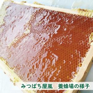 ふるさと納税 国産蜂蜜 500g みつばち屋嵐...の詳細画像3