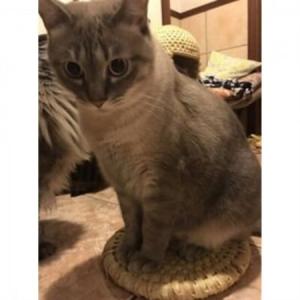 ふるさと納税 猫ざぶとん【わら細工】直径約25...の詳細画像1