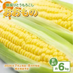ふるさと納税 とうもろこし 訳あり おおもの 約6kg 先行予約 トウモロコシ 茨城県下妻市
