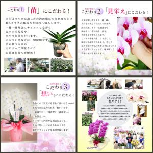 ふるさと納税 大輪胡蝶蘭 白3本立ち 33輪ク...の詳細画像2
