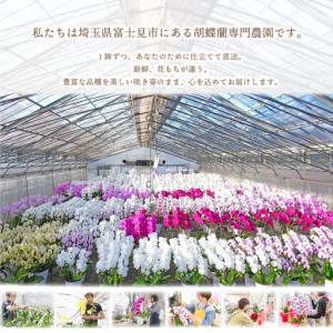 ふるさと納税 大輪胡蝶蘭 白10本立ち(ラッピ...の詳細画像1