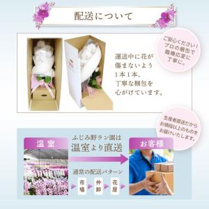 ふるさと納税 大輪胡蝶蘭 白10本立ち(ラッピ...の詳細画像4