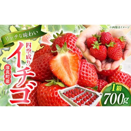 ふるさと納税 2026年5月以降順次発送 四季成りイチゴ（キッツ信大BS8-9）700g 【株式会社...