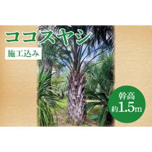 ふるさと納税 ココスヤシ 幹高約1.5m【施工込み】ヤシの木 ヤシ リゾート ガーデン 自宅 別荘 南国 庭木 観葉植物 大洗町_DQ005 茨城県大洗町