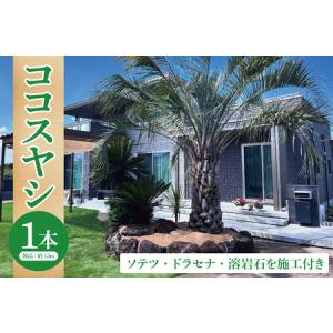 ふるさと納税 ココスヤシ 幹高約1.5m１本・ソテツ・ドラセナ・溶岩石【施工込み】 ヤシの木 ヤシ リゾート ガーデン 自宅 別荘 南国 庭木 観葉植.. 茨城県大洗町