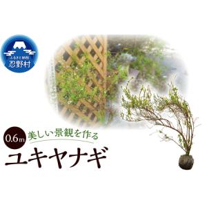 ふるさと納税 植木　ユキヤナギ（雪柳）　0.6ｍ 山梨県忍野村