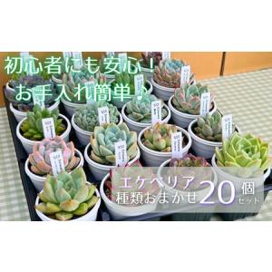 ふるさと納税 エケベリア おまかせ 20個 セット 【多肉屋GPK】／ インテリア インテリア植物 おしゃれインテリア オシャレ おしゃれ 多肉 多肉植.. 岩手県滝沢市