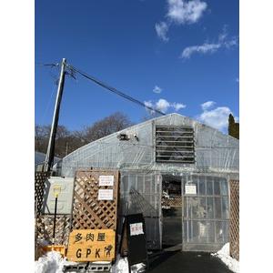 ふるさと納税 エケベリア おまかせ 20個 セ...の詳細画像2
