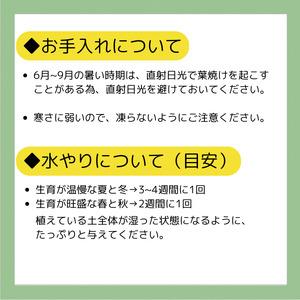 ふるさと納税 エケベリア おまかせ 20個 セ...の詳細画像3