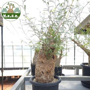 ふるさと納税 オペルクリカリア・パキプス「塊根植物の王様」(発根管理済) Z1｜観葉植物 コーデックス [0587] 千葉県袖ケ浦市