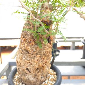 ふるさと納税 オペルクリカリア・パキプス「塊根...の詳細画像2
