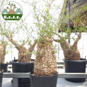 ふるさと納税 オペルクリカリア・パキプス「塊根植物の王様」(発根管理済) Z3｜観葉植物 コーデックス [0589] 千葉県袖ケ浦市