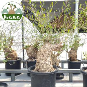 ふるさと納税 オペルクリカリア・パキプス「塊根植物の王様」(発根管理済) Z5｜観葉植物 コーデックス [0591] 千葉県袖ケ浦市