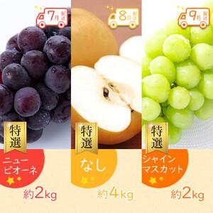 ふるさと納税 【全12回】《プレミアム等級選果...の詳細画像3