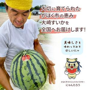 ふるさと納税 <2026年収穫分 先行予約>大...の詳細画像3