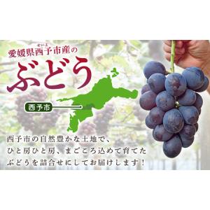 ふるさと納税 <西予の極上ぶどう極み彩り 約2...の詳細画像1