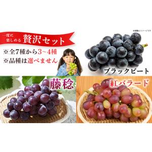 ふるさと納税 <西予の極上ぶどう極み彩り 約2...の詳細画像2