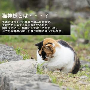 ふるさと納税 ねこの形がかわいい!猫神様のケー...の詳細画像4