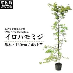 ふるさと納税 イロハモミジ（伊呂波紅葉）苗木 単木 樹高1.2m前後 ポット苗 シンボルツリー 落葉樹 植木 庭木【価格改定】 熊本県甲佐町