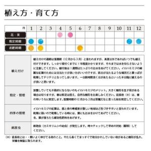 ふるさと納税 イロハモミジ(伊呂波紅葉)苗木 ...の詳細画像1