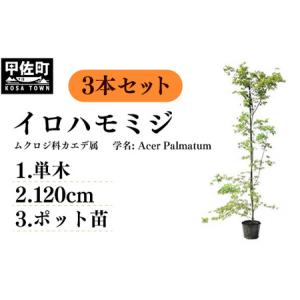 ふるさと納税 イロハモミジ（伊呂波紅葉）苗木 単木 樹高1.2m前後 3本セット ポット苗 シンボルツリー 落葉樹 植木 庭木 熊本県甲佐町