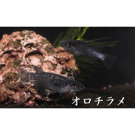 ふるさと納税 メダカ「オロチラメ」3ペア 埼玉県富士見市