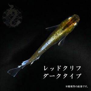 ふるさと納税 メダカ「レッドクリフ・ダークタイプ」3ペア 埼玉県富士見市
