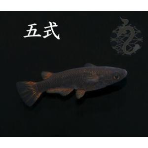ふるさと納税 メダカ「五式」2ペア 埼玉県富士見市