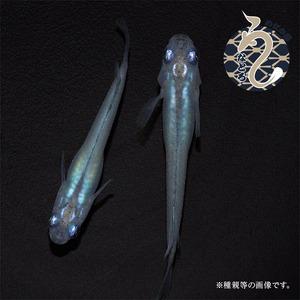 ふるさと納税 メダカ「しずく」　3ペア 埼玉県富士見市