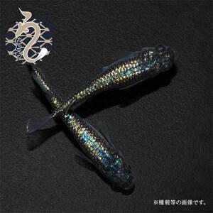 ふるさと納税 メダカ「ネプチューン」2ペア 埼玉県富士見市